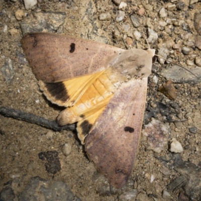 Ophiusa parcemacula (Figure Eight Moth) at Mimosa Rocks National Park - 6 Jan 2019 by Illilanga