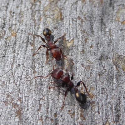 Podomyrma adelaidae (Muscleman tree ant) at Rugosa - 16 Sep 2019 by SenexRugosus