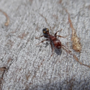 Podomyrma adelaidae at Yass River, NSW - 16 Sep 2019 01:44 PM