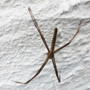 Asianopis sp. (genus) at Tathra, NSW - 21 Oct 2018