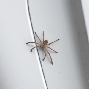 Sparassidae (family) at Tathra, NSW - 21 Oct 2018 12:22 PM