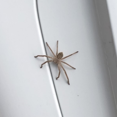 Sparassidae (family) (A Huntsman Spider) at Tathra, NSW - 21 Oct 2018 by Illilanga