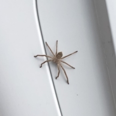 SPARASSIDAE (Huntsman spider) at Tathra, NSW - 21 Oct 2018 by Illilanga