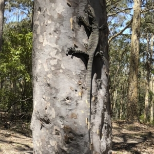 Varanus varius at Nelson, NSW - 6 Jan 2019