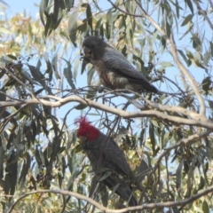 Callocephalon fimbriatum (Gang-gang Cockatoo) at Yass River, NSW - 16 Sep 2019 by SenexRugosus