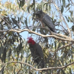 Callocephalon fimbriatum at Yass River, NSW - suppressed