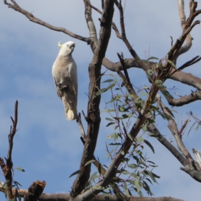 Cacatua galerita (Sulphur-crested Cockatoo) at Yass River, NSW - 16 Sep 2019 by SenexRugosus