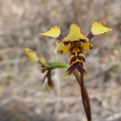 Diuris pardina (Leopard Doubletail) at Yass River, NSW - 16 Sep 2019 by SenexRugosus