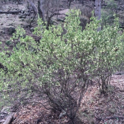 Styphelia triflora (Five-corners) at Mount Majura - 29 Mar 2014 by AaronClausen