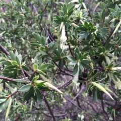 Styphelia triflora at Majura, ACT - 29 Mar 2014 11:16 AM