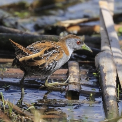 Zapornia pusilla (Baillon's Crake) at Fyshwick, ACT - 16 Sep 2019 by AlisonMilton