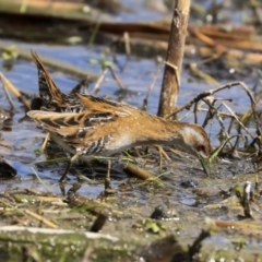 Zapornia pusilla at Fyshwick, ACT - 16 Sep 2019 11:17 AM