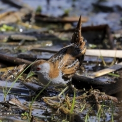 Zapornia pusilla at Fyshwick, ACT - 16 Sep 2019 11:17 AM