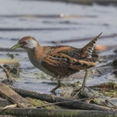 Zapornia pusilla at Fyshwick, ACT - 16 Sep 2019