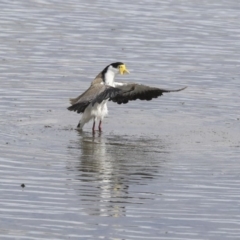 Vanellus miles (Masked Lapwing) at Gungahlin, ACT - 16 Sep 2019 by AlisonMilton