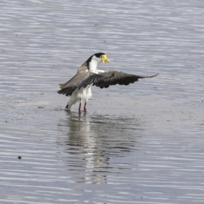 Vanellus miles (Masked Lapwing) at Gungahlin, ACT - 16 Sep 2019 by AlisonMilton