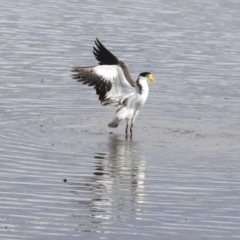 Vanellus miles at Gungahlin, ACT - 16 Sep 2019