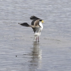 Vanellus miles at Gungahlin, ACT - 16 Sep 2019 01:29 PM