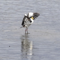 Vanellus miles at Gungahlin, ACT - 16 Sep 2019 01:29 PM