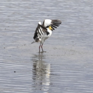 Vanellus miles at Gungahlin, ACT - 16 Sep 2019 01:29 PM