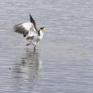 Vanellus miles at Gungahlin, ACT - 16 Sep 2019 01:29 PM