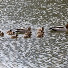 Chenonetta jubata (Australian Wood Duck) at Dickson, ACT - 15 Sep 2019 by jb2602