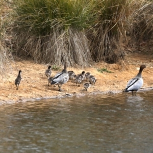 Chenonetta jubata at Dickson, ACT - 15 Sep 2019 11:33 AM