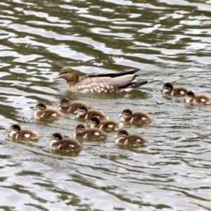 Chenonetta jubata at Dickson, ACT - 15 Sep 2019 11:33 AM