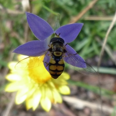 Simosyrphus grandicornis (Common hover fly) at Aranda, ACT - 27 Mar 2010 by JanetRussell