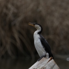 Microcarbo melanoleucos (Little Pied Cormorant) at Dickson Wetland - 15 Sep 2019 by jbromilow50