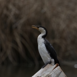 Microcarbo melanoleucos at Dickson, ACT - 15 Sep 2019 11:28 AM