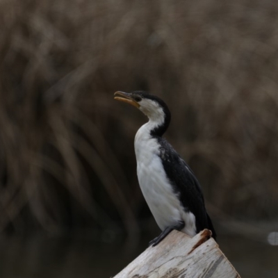 Microcarbo melanoleucos (Little Pied Cormorant) at Dickson Wetland Corridor - 15 Sep 2019 by jb2602