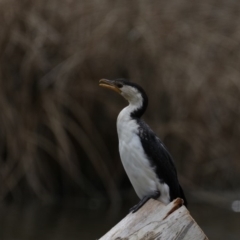 Microcarbo melanoleucos (Little Pied Cormorant) at Dickson Wetland Corridor - 15 Sep 2019 by jb2602
