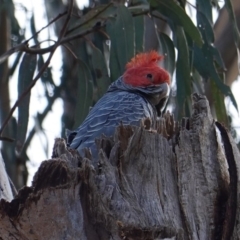 Callocephalon fimbriatum (Gang-gang Cockatoo) at Red Hill to Yarralumla Creek - 16 Sep 2019 by JackyF