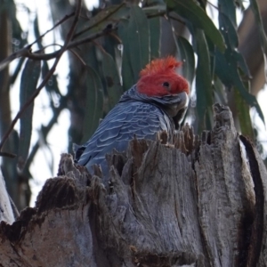 Callocephalon fimbriatum at Hughes, ACT - 16 Sep 2019