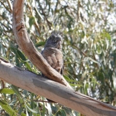 Callocephalon fimbriatum at Hughes, ACT - 16 Sep 2019