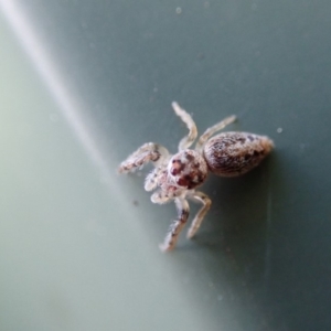 Opisthoncus sp. (genus) at Spence, ACT - 16 Sep 2019 11:10 AM