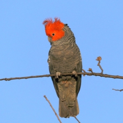 Callocephalon fimbriatum (Gang-gang Cockatoo) at Ainslie, ACT - 14 Sep 2019 by jbromilow50