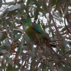 Lathamus discolor (Swift Parrot) at Belconnen, ACT - 16 Sep 2019 by rawshorty