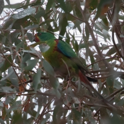 Lathamus discolor (Swift Parrot) at Lake Ginninderra - 16 Sep 2019 by rawshorty