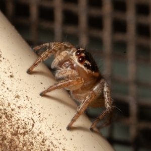 Maratus griseus at Symonston, ACT - 15 Sep 2019 03:40 PM