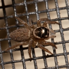 Maratus griseus at Symonston, ACT - 15 Sep 2019 03:40 PM