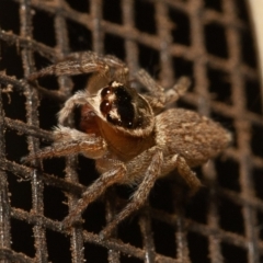 Maratus griseus at Symonston, ACT - 15 Sep 2019 03:40 PM