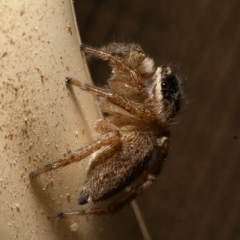 Maratus griseus at Symonston, ACT - 15 Sep 2019 03:40 PM