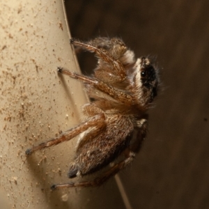 Maratus griseus at Symonston, ACT - 15 Sep 2019 03:40 PM