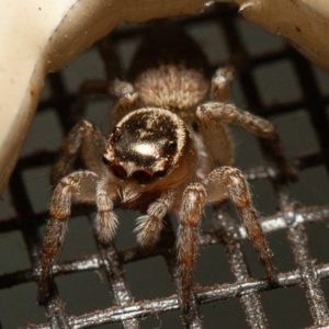 Maratus griseus at Symonston, ACT - 15 Sep 2019 03:40 PM