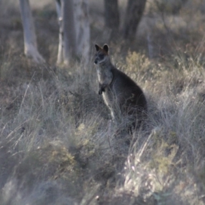 Wallabia bicolor at Gundaroo, NSW - 15 Sep 2019