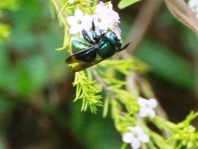 Xylocopa (Lestis) aerata (Golden-Green Carpenter Bee) at Dignams Creek, NSW - 15 Sep 2019 by Maggie1