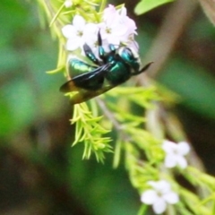 Xylocopa (Lestis) aeratus (Metallic Green Carpenter Bee) at Dignams Creek, NSW - 15 Sep 2019 by Maggie1
