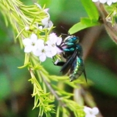 Xylocopa (Lestis) aerata at Dignams Creek, NSW - 15 Sep 2019 10:49 AM